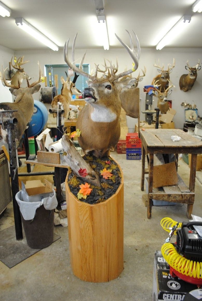 Taxidermy shoulder mount