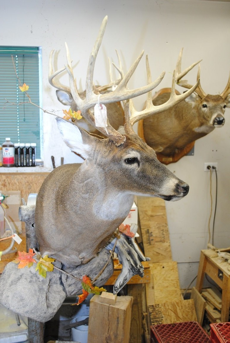 Taxidermy shoulder mount