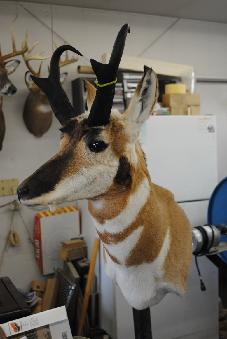 Taxidermy shoulder mount
