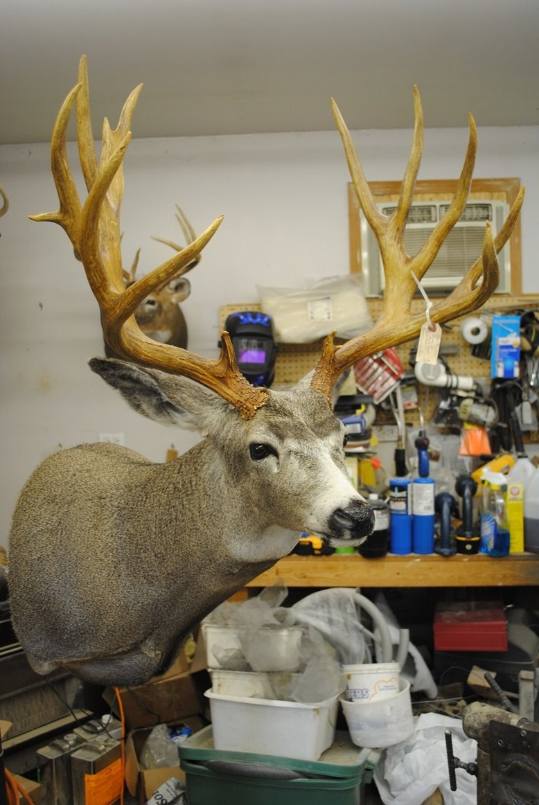 Taxidermy shoulder mount