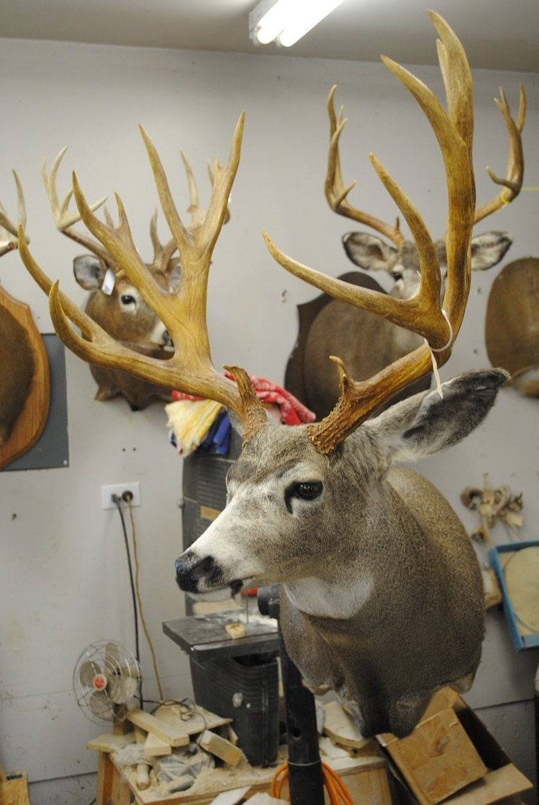 Taxidermy shoulder mount