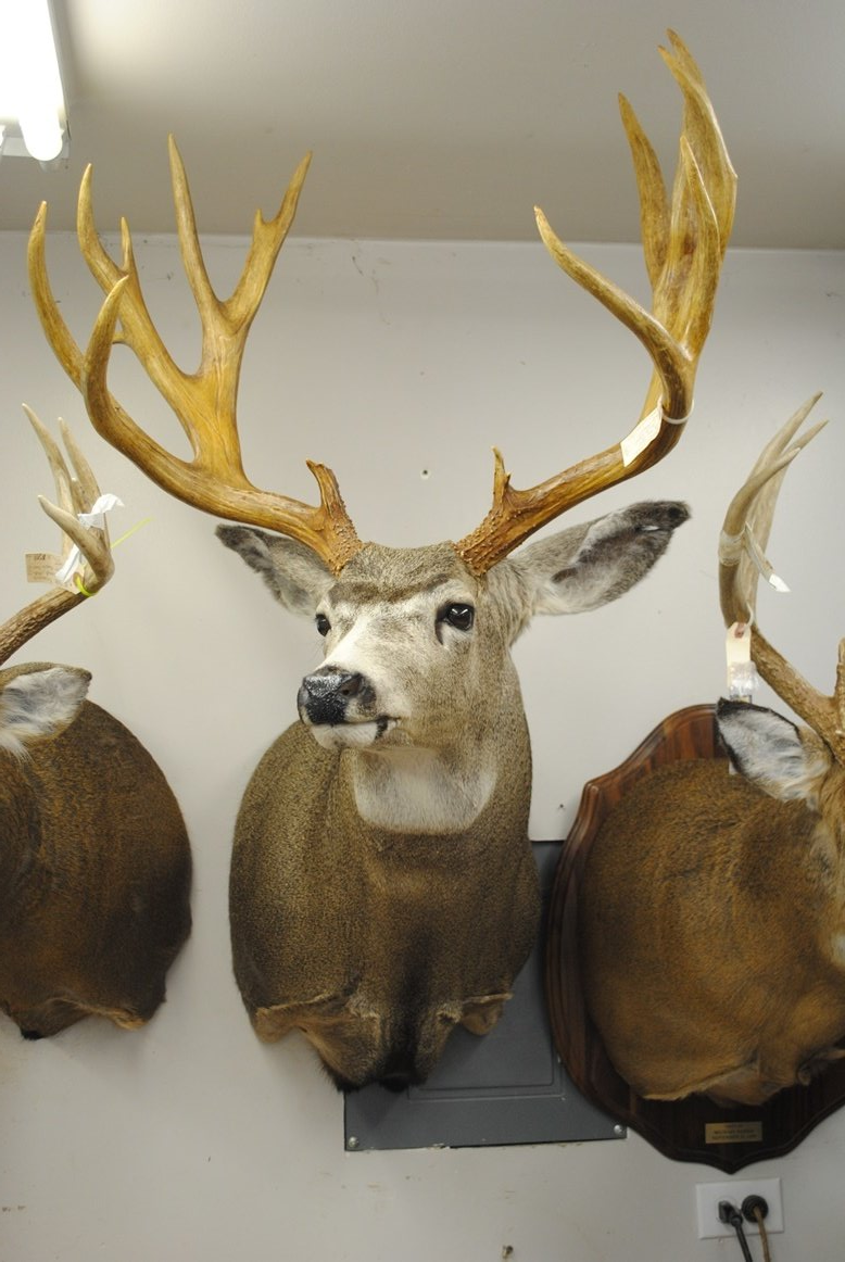 Taxidermy shoulder mount