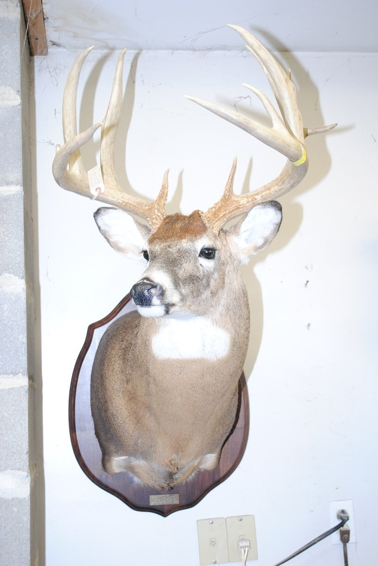 Taxidermy shoulder mount
