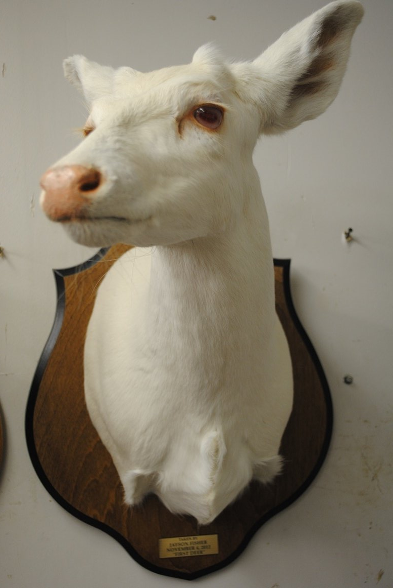 Taxidermy shoulder mount