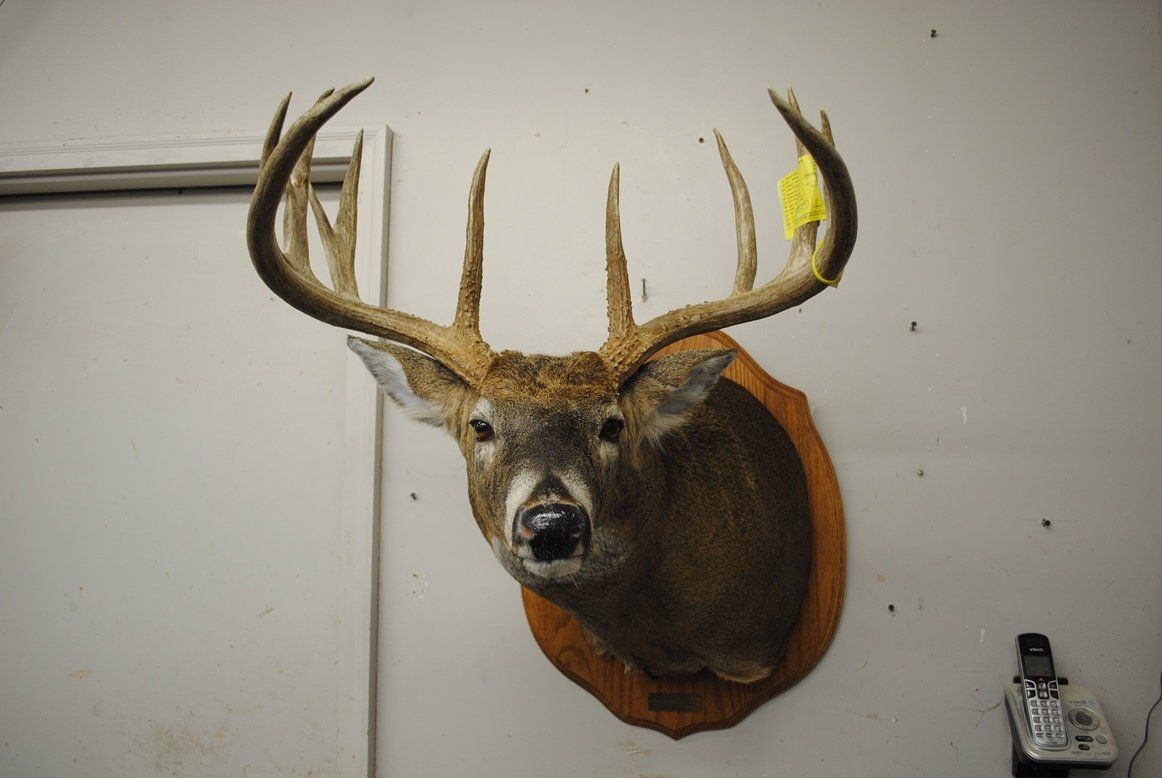 Taxidermy shoulder mount