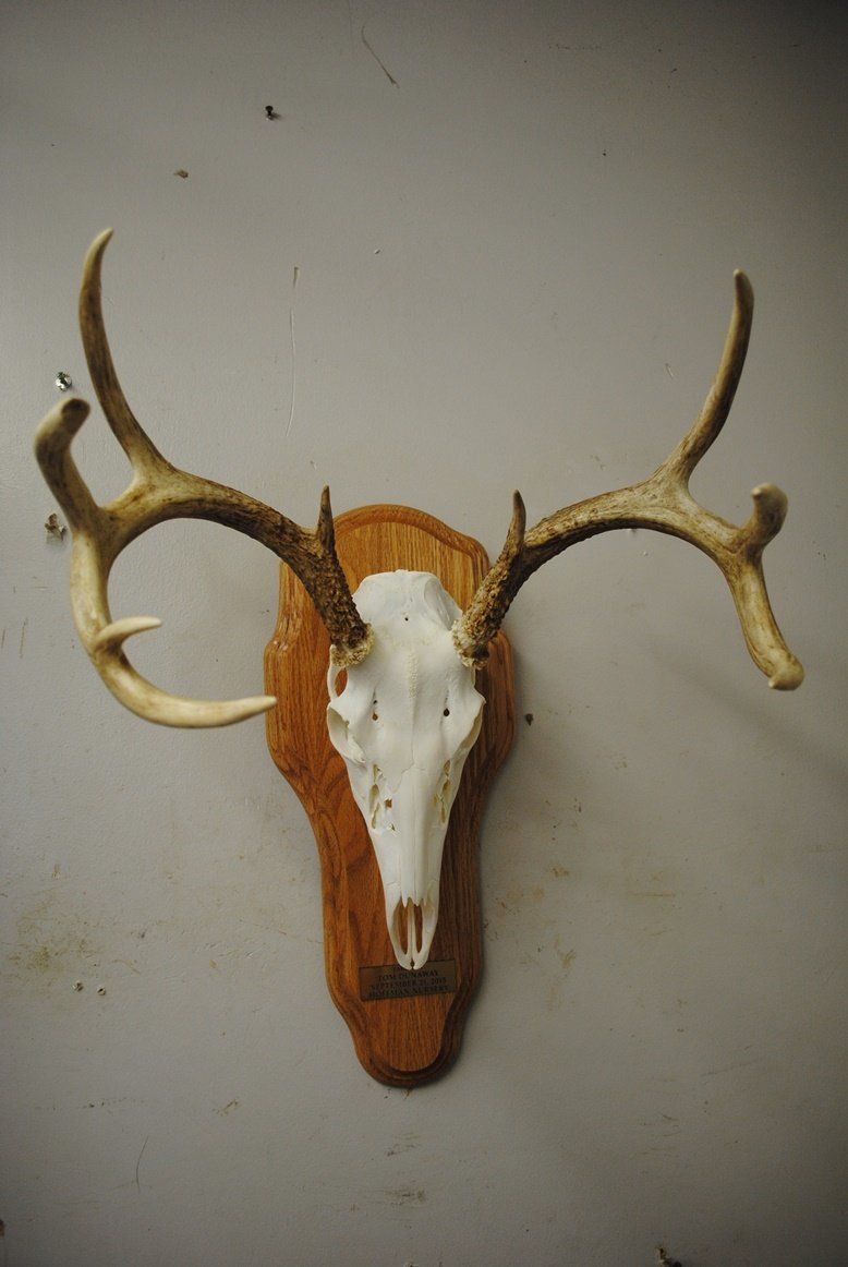Taxidermy European mount