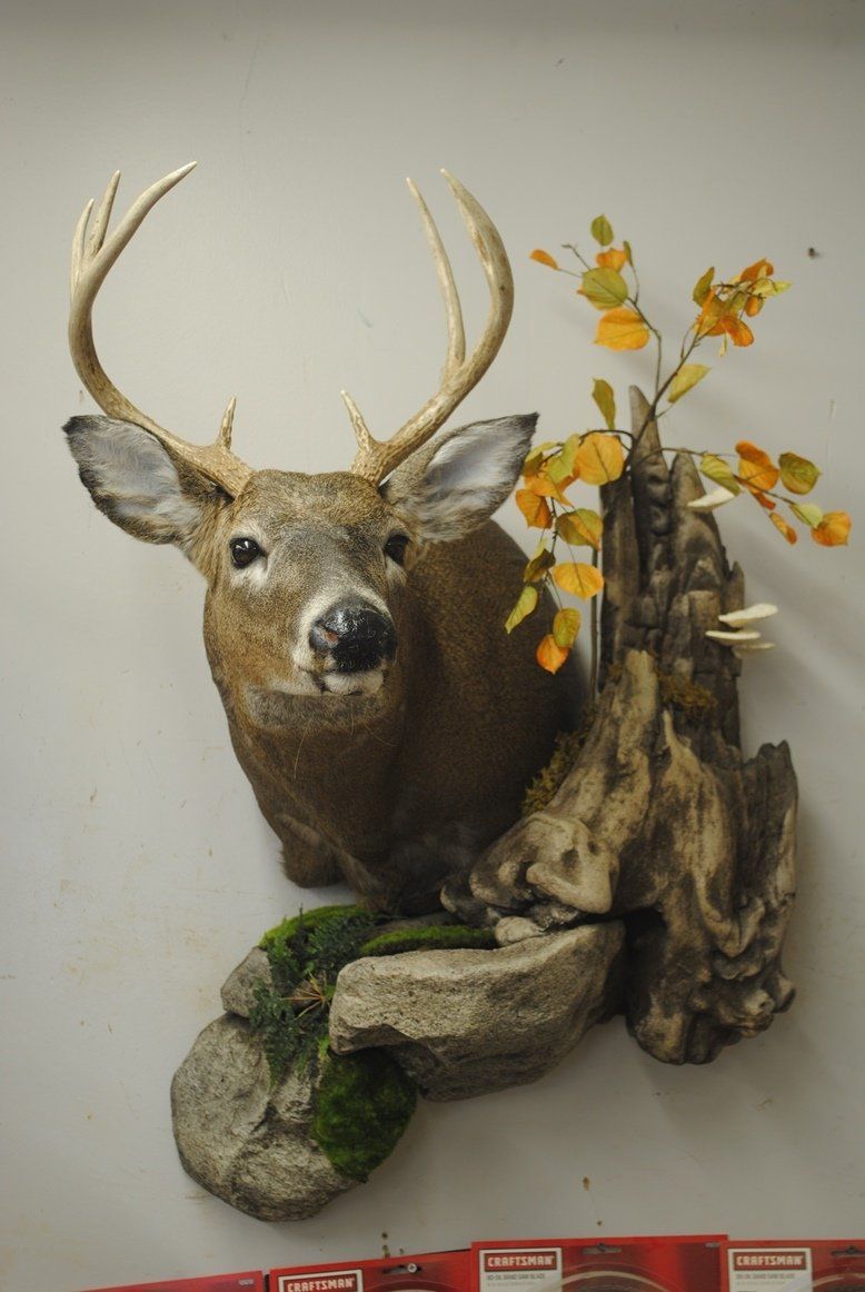 Taxidermy shoulder mount
