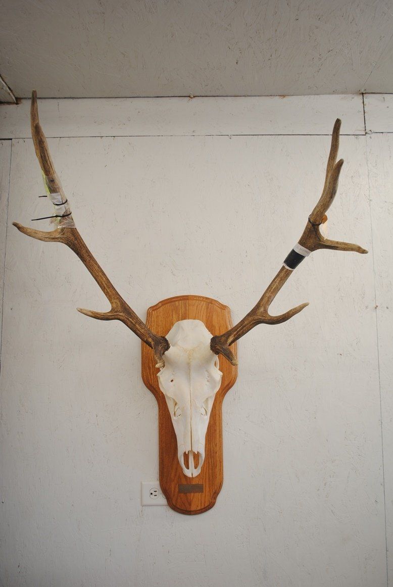 Taxidermy European mount