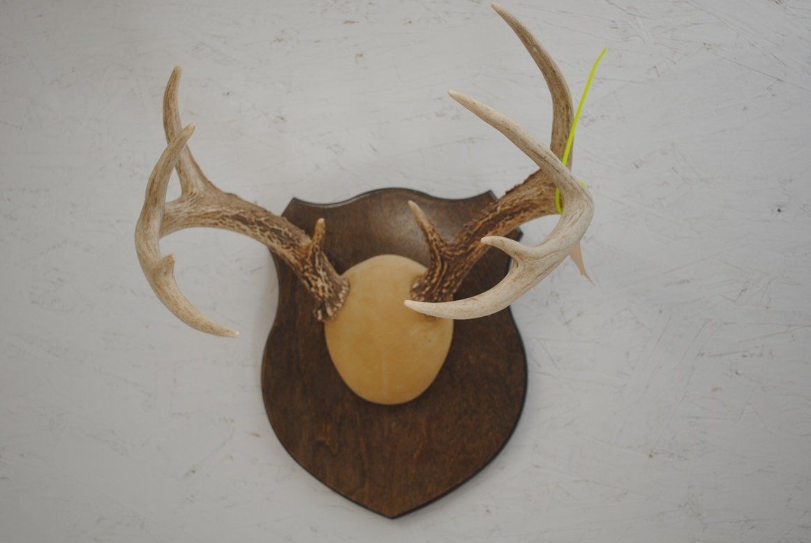 Taxidermy antler mount