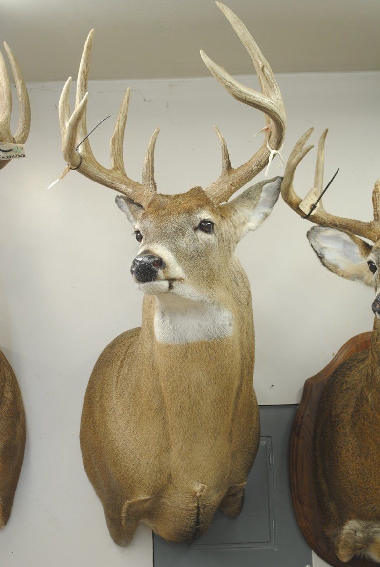 Taxidermy shoulder mount