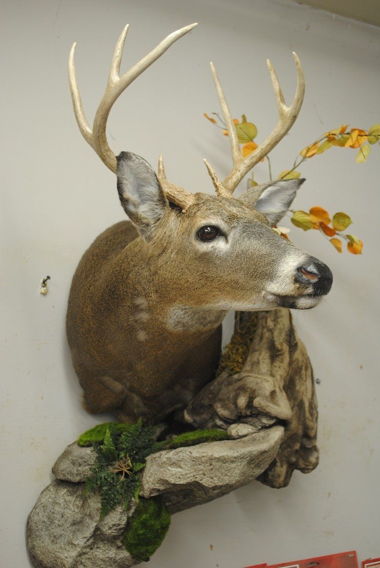 Taxidermy shoulder mount
