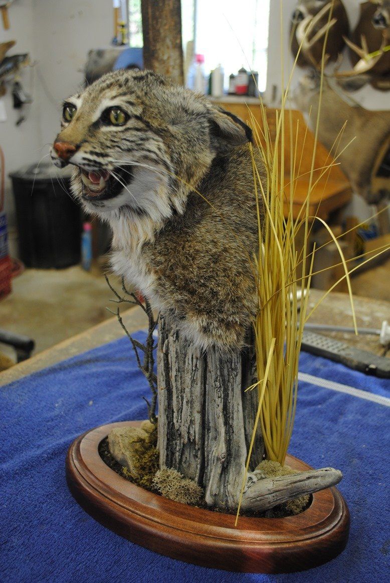 Taxidermy shoulder mount