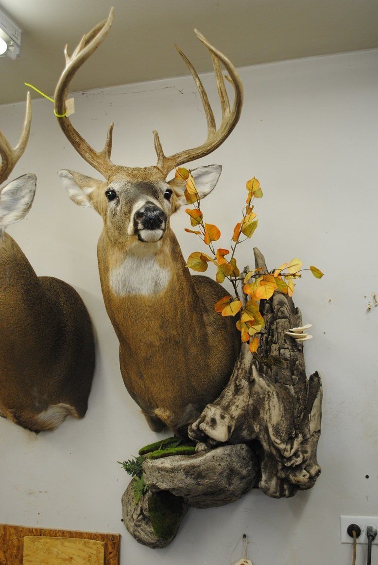 Taxidermy shoulder mount