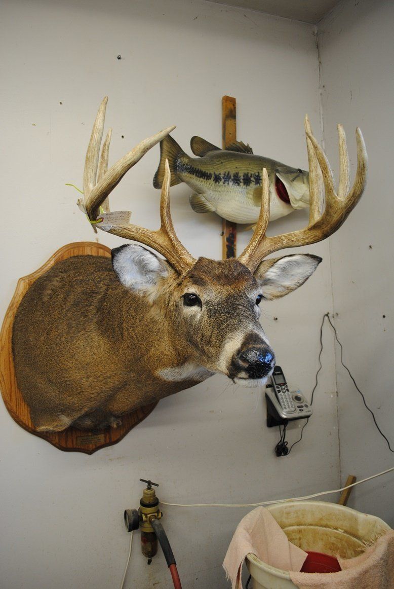 Taxidermy shoulder mount