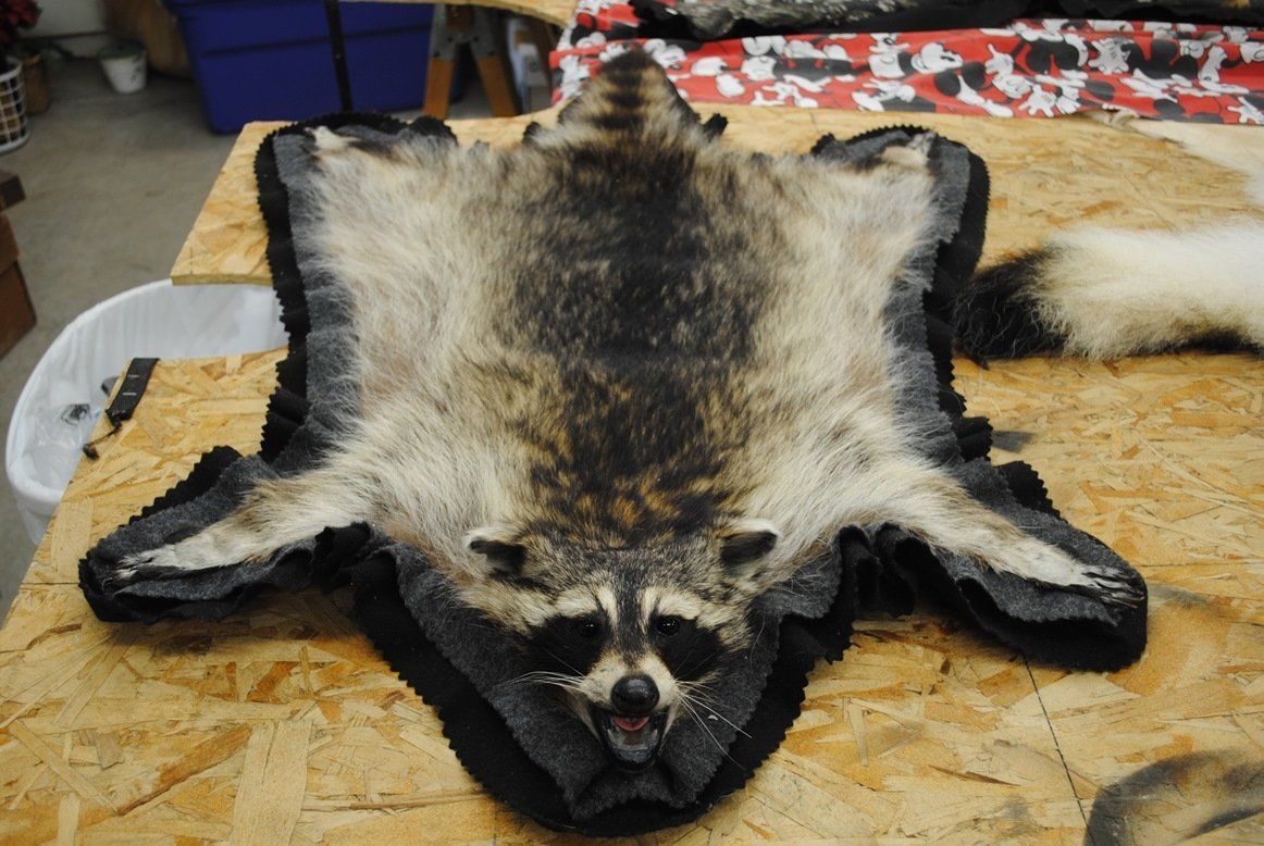 Taxidermy rug mount