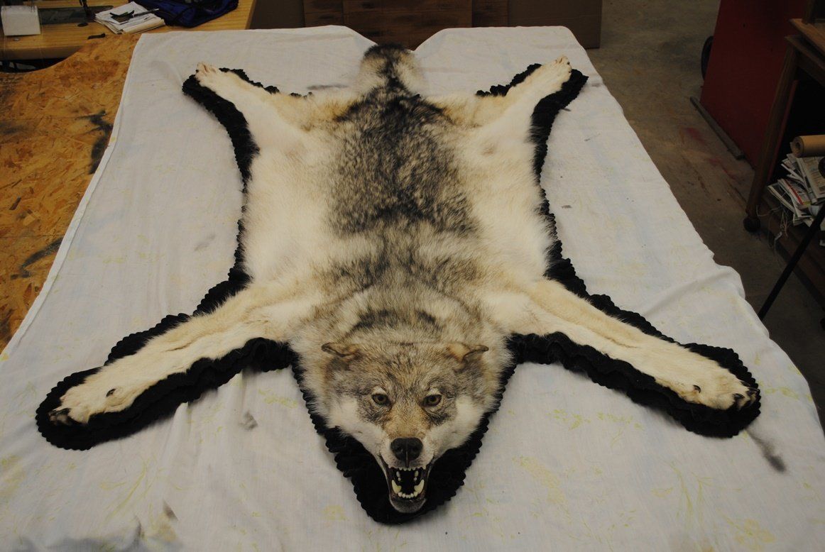 Taxidermy rug mount