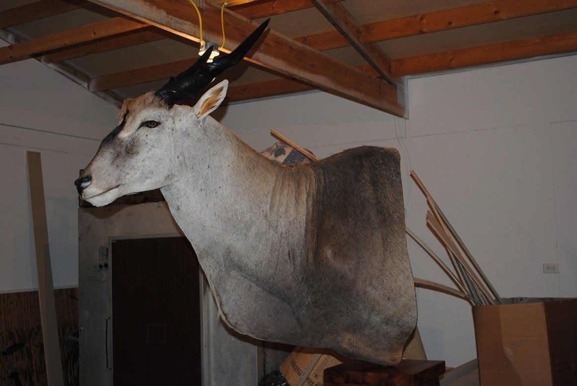 Taxidermy shoulder mount
