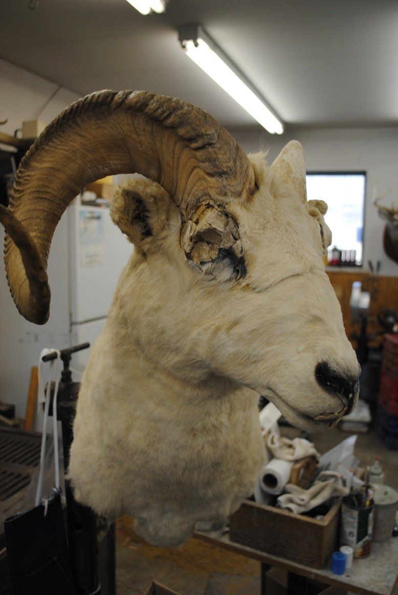 Taxidermy shoulder mount