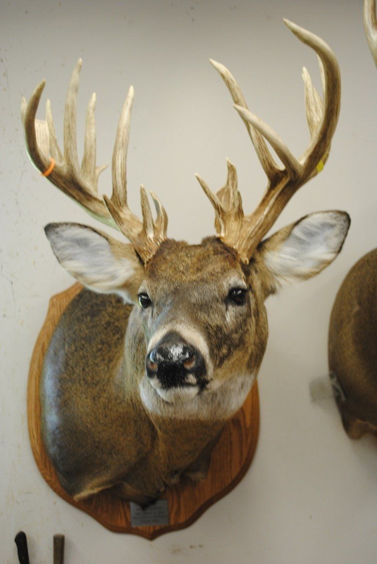 Taxidermy shoulder mount