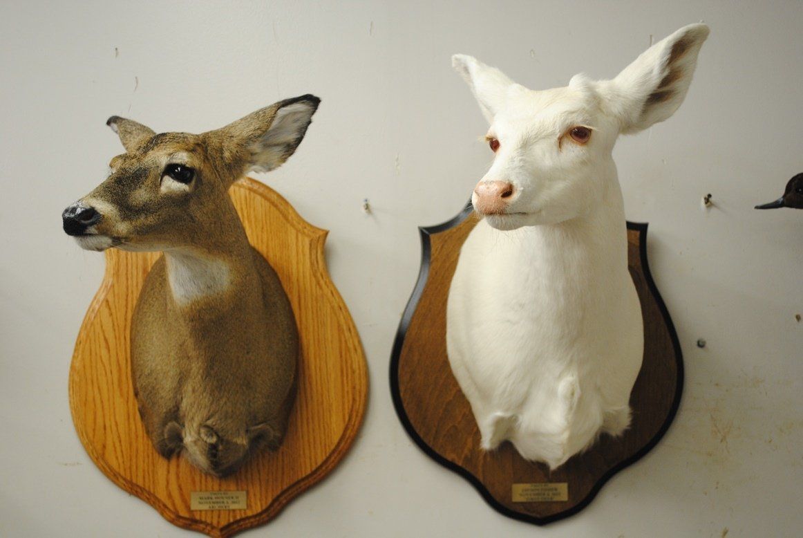 Taxidermy shoulder mount