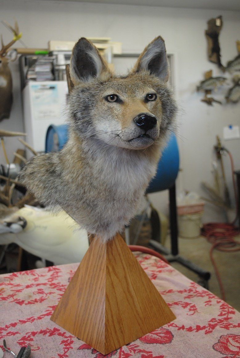 Taxidermy shoulder mount