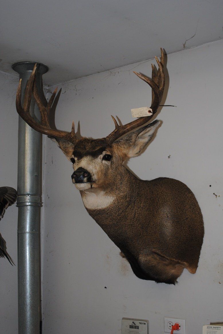 Taxidermy shoulder mount