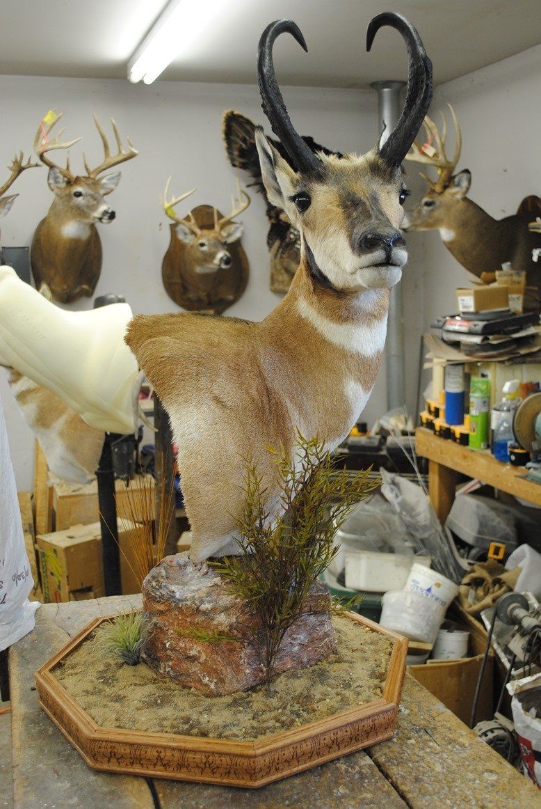 Taxidermy shoulder mount