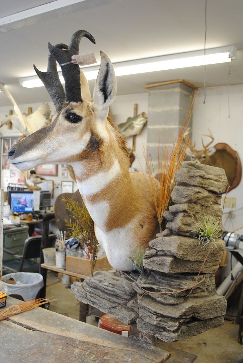 Taxidermy shoulder mount