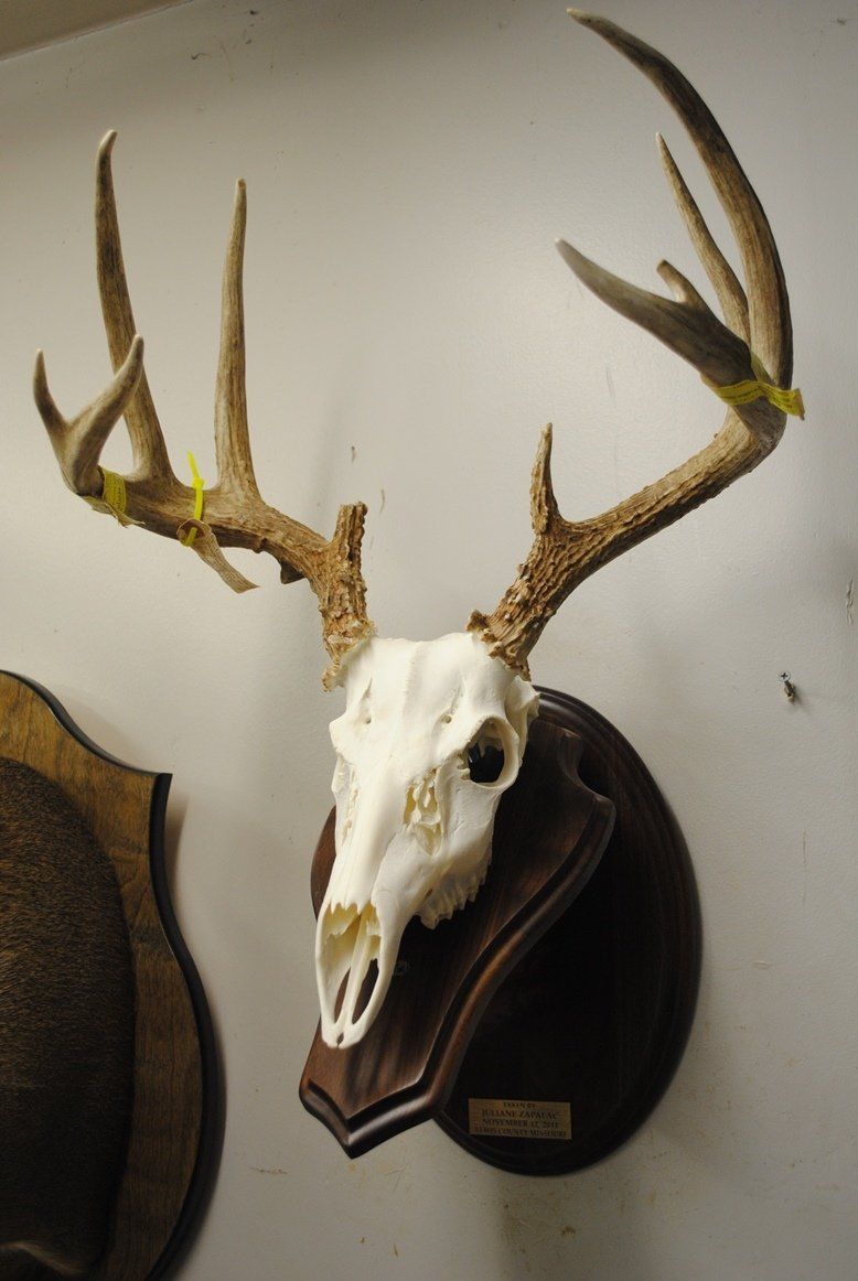 Taxidermy European mount