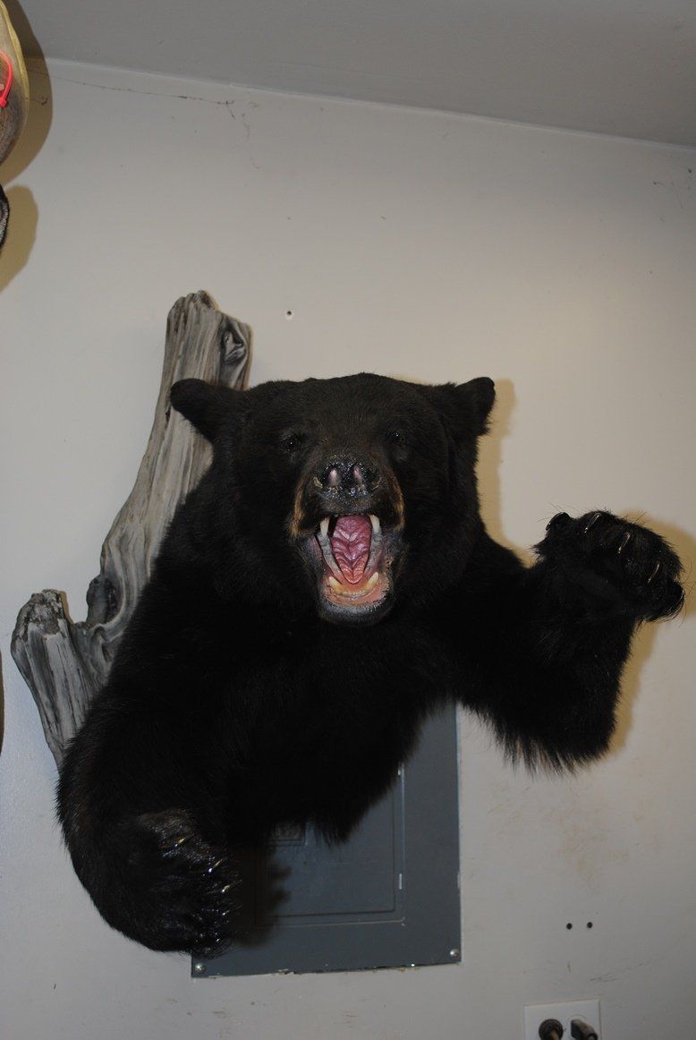 Taxidermy shoulder mount