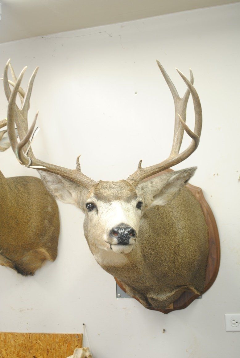 Taxidermy shoulder mount