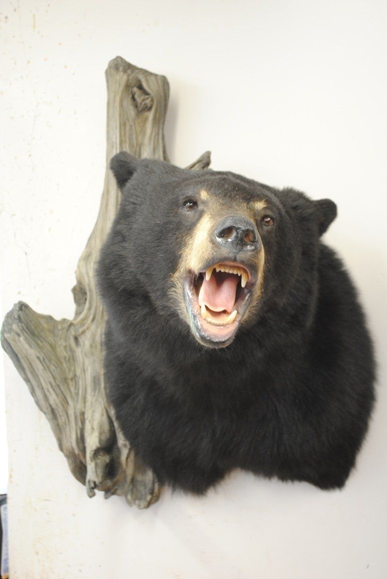 Taxidermy shoulder mount
