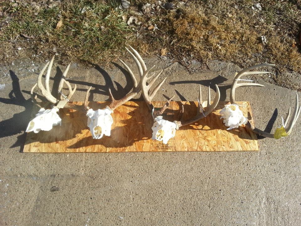 Taxidermy European mount