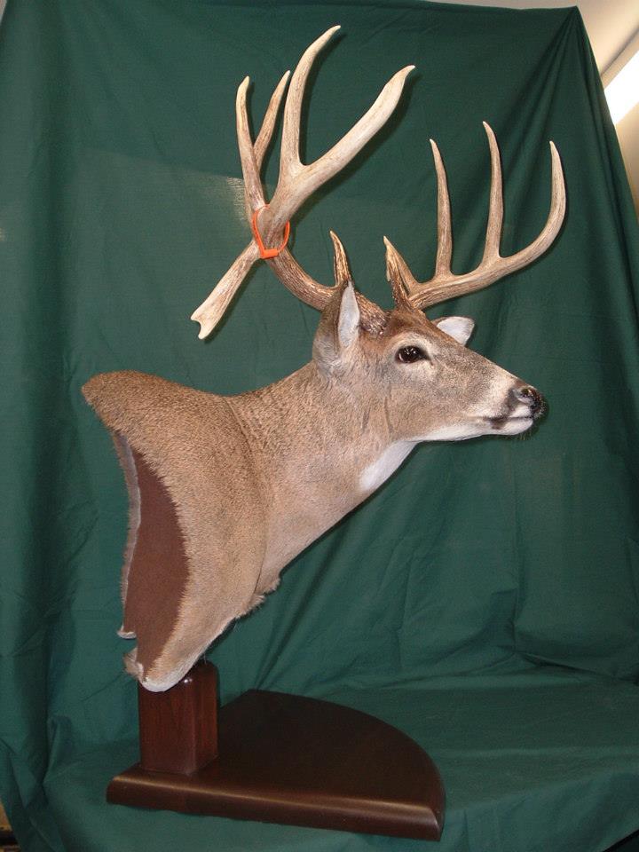 Taxidermy shoulder mount