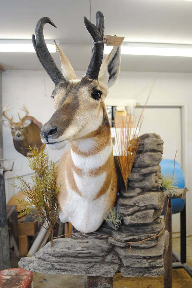 Taxidermy shoulder mount