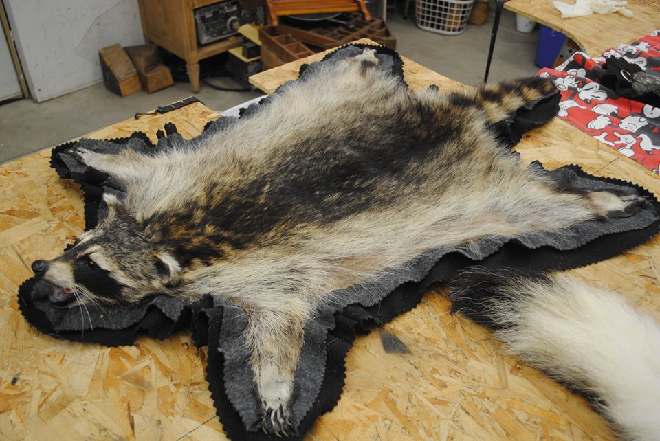 Taxidermy rug mount
