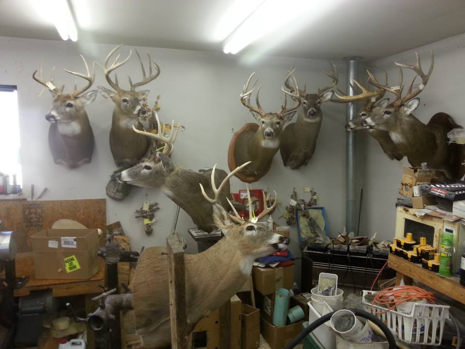 Taxidermy shoulder mount