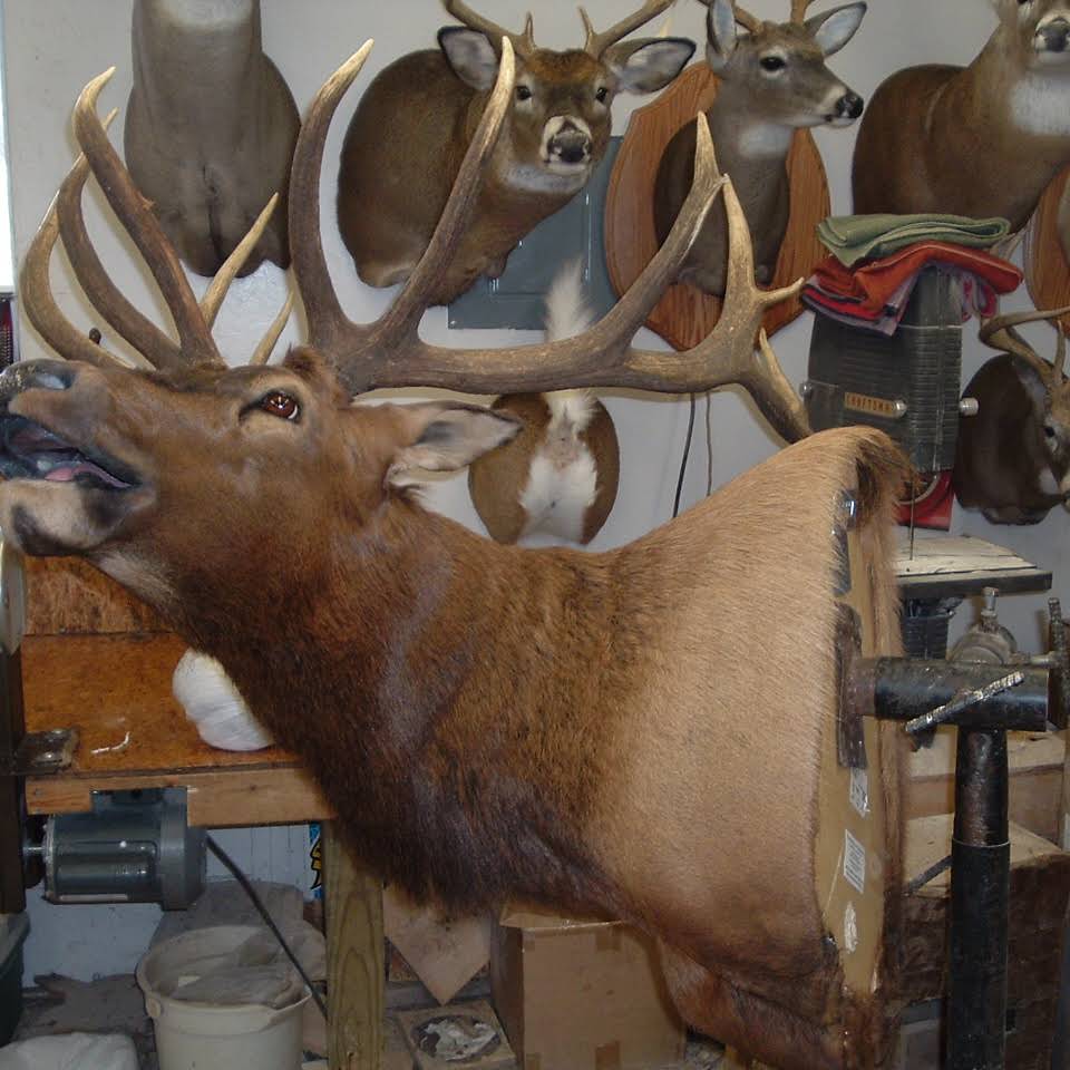 Taxidermy shoulder mount