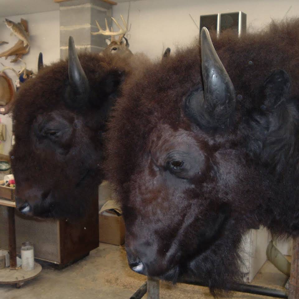 Taxidermy shoulder mount