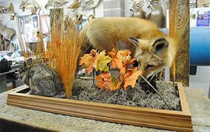 Taxidermied fox with a rabbit, plants, and fall foliage in a display case.