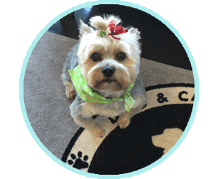 The Fur Machine Pet Grooming Services Ronkonkoma NY