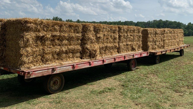 top quality wheat straw hay /