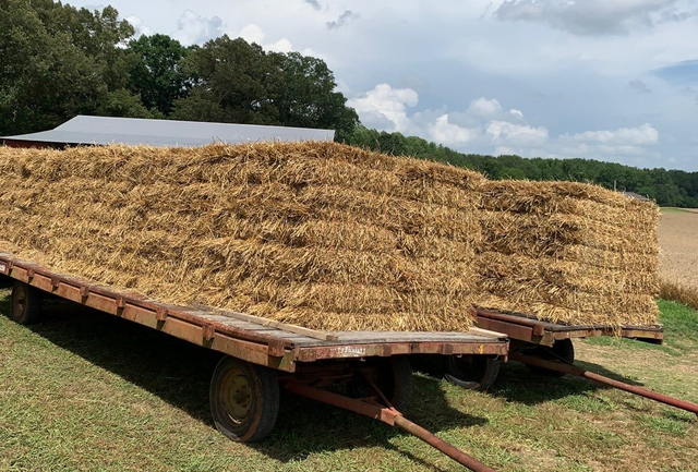 wheat hay