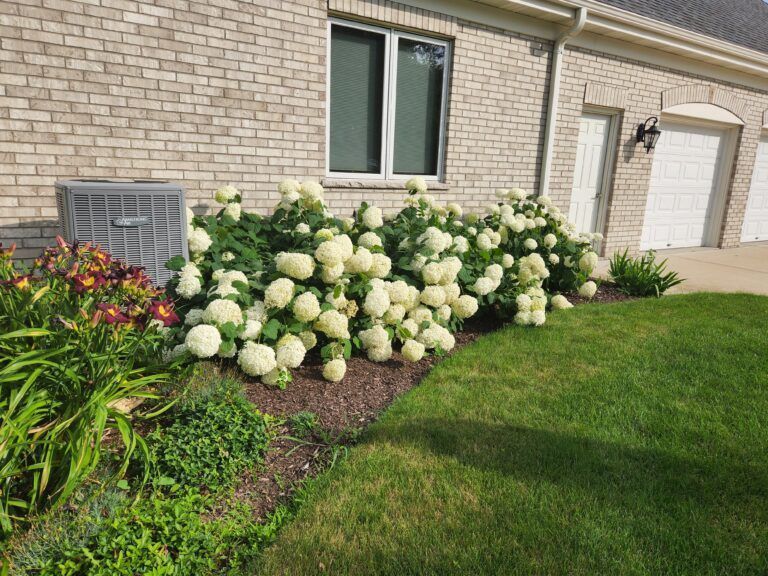 A garden bed with large white hydrangea shrubs in front of a brick house, next to an air conditioning unit and lawn.