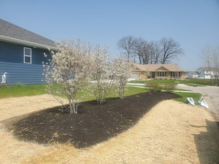 A front yard landscape with a dark mulch bed containing three flowering bushes, surrounded by dry grass under a blue sky.