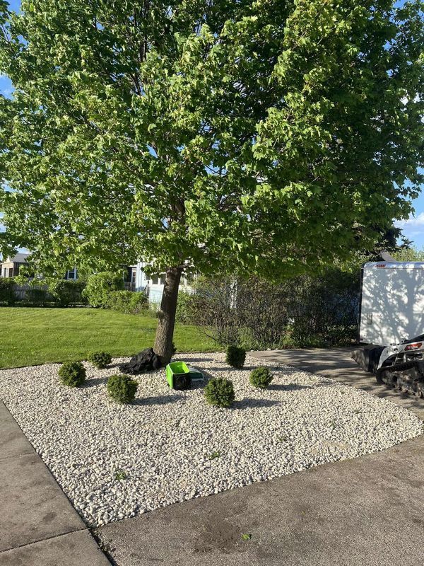 A large tree surrounded by small, rounded shrubs and light-colored gravel in a yard next to a paved driveway.