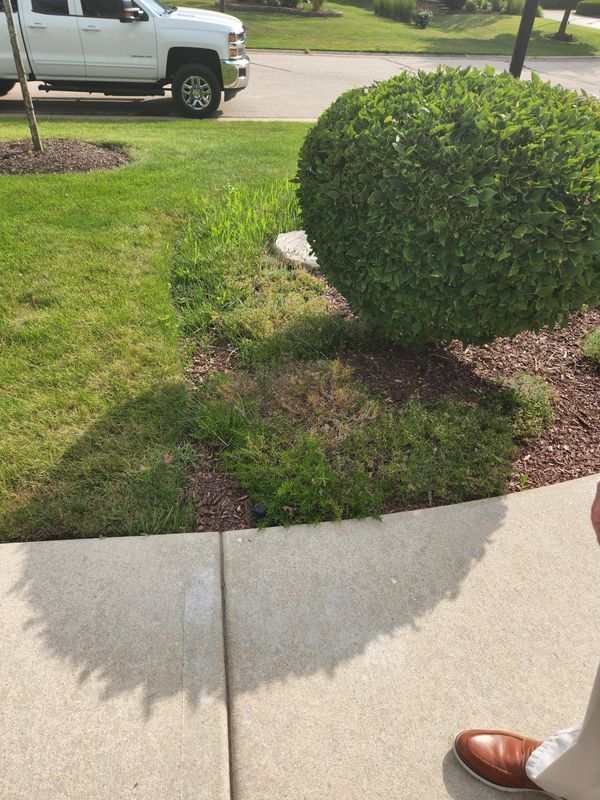 A view from a sidewalk of a green lawn and shrubbery, with a white pickup truck parked on the street in the background.
