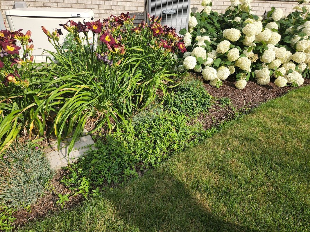 A garden bed features dark red daylilies, white hydrangea blooms, and various green perennials next to a brick building.