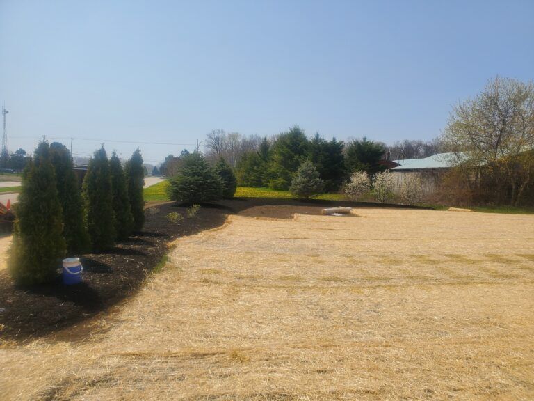 A row of evergreen trees borders a large, dormant lawn under a clear blue sky.