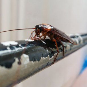 Cockroach on pipe